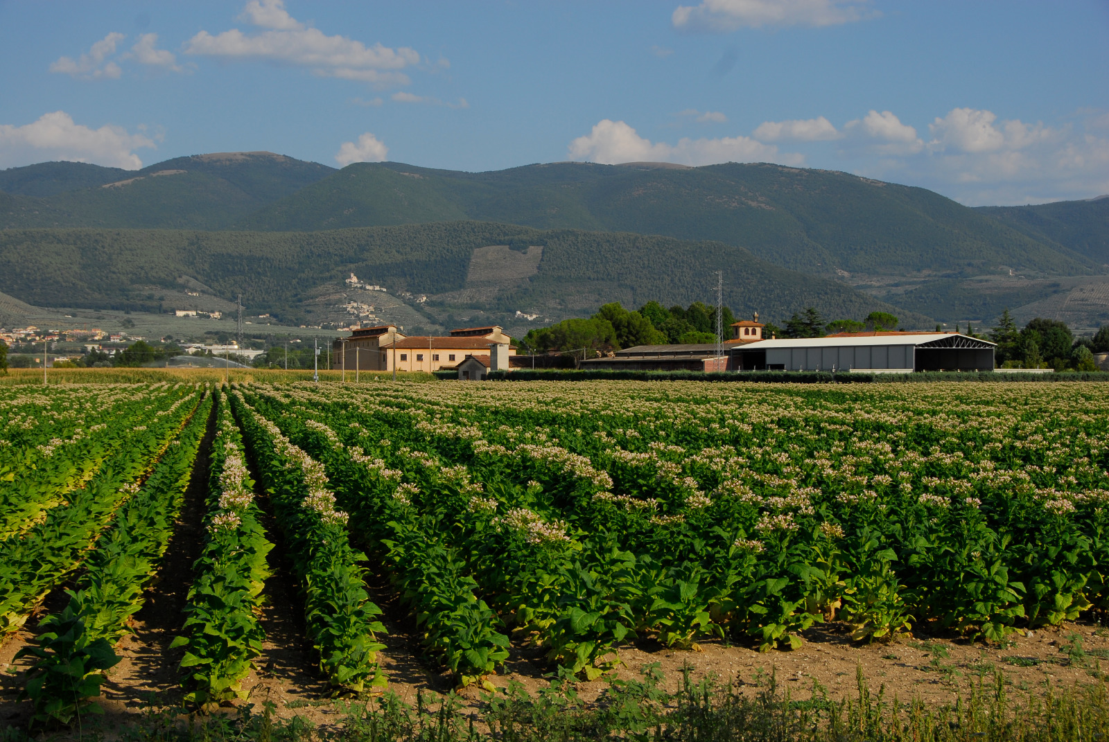 Dove Sta Andando La Pac La Parte Agricola Del Regolamento Omnibus 