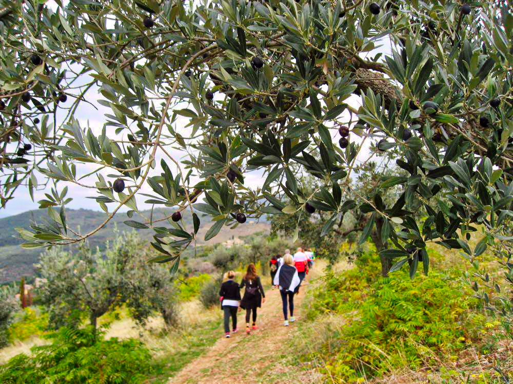 Città dell'olio, domenica 28 ottobre c'è la “Camminata tra gli olivi” -  Umbria Agricoltura